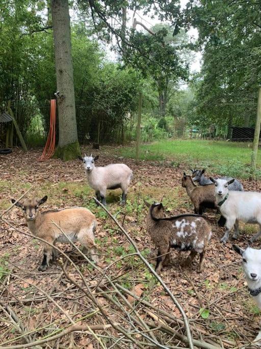 Maisonnette En Clairiere De Foret Gambais 外观 照片