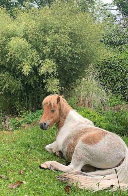 Maisonnette En Clairiere De Foret Gambais 外观 照片